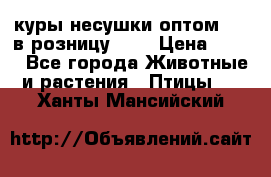 куры несушки.оптом 160 в розницу 200 › Цена ­ 200 - Все города Животные и растения » Птицы   . Ханты-Мансийский